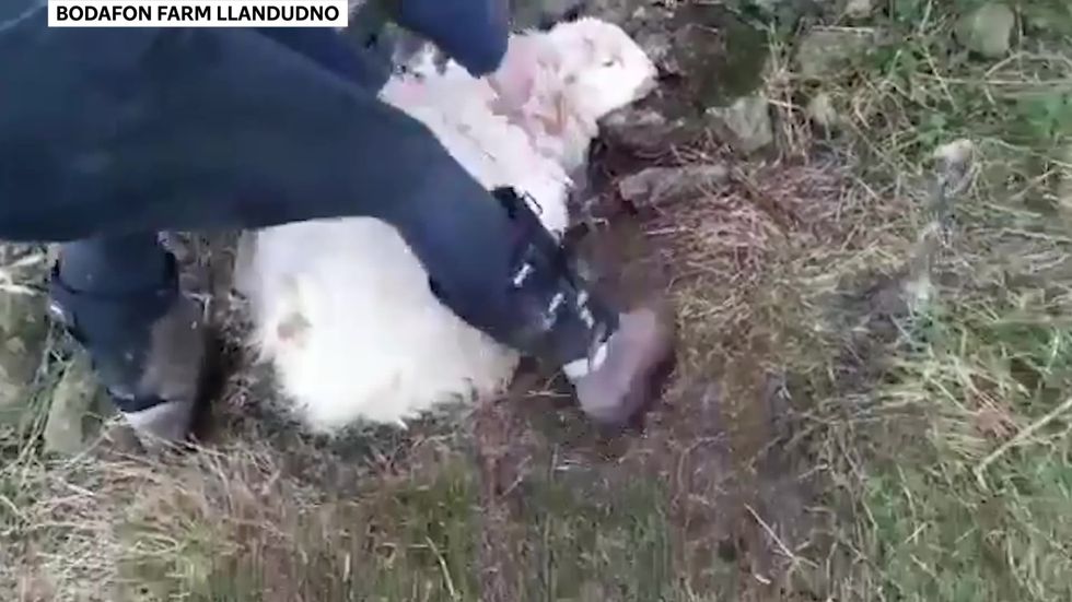 Sheep is freed from brambles after taking shelter in Wales during Storm Dennis