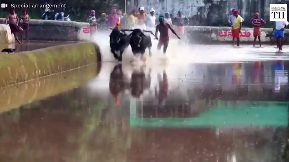 Runners compete in sporting festival Kambala in India