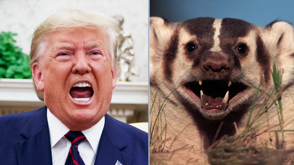 Seth Meyers mocks Trump's reported obsession with badgers