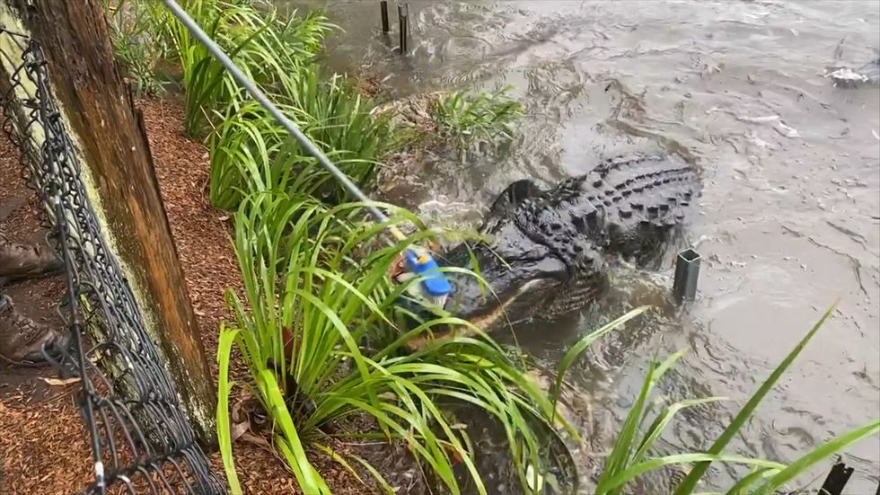 Alligators beaten back with brooms in Australian flash flood