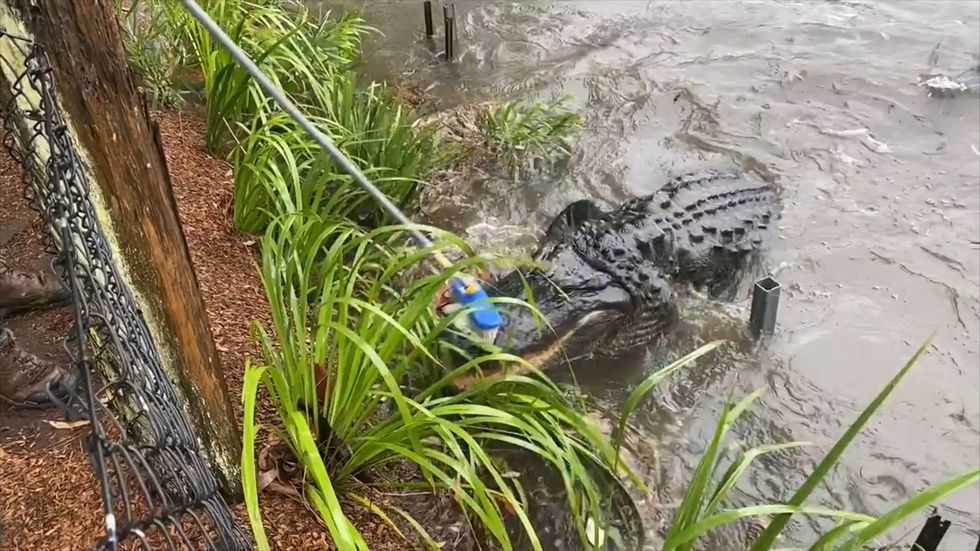 Alligators beaten back with brooms in Australian flash flood