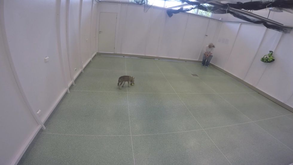 Scientists discover wolf cubs also play fetch, behaviour thought to belong to dogs alone
