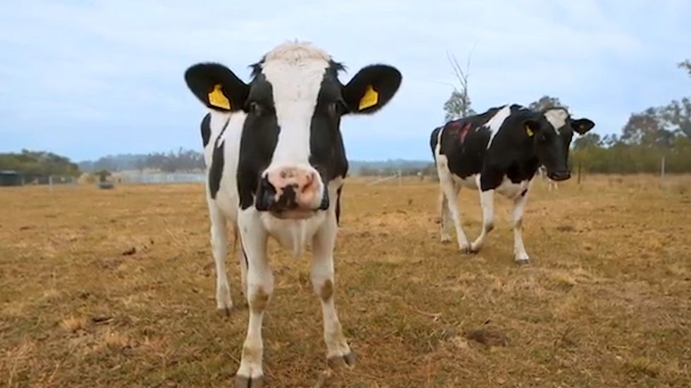 Creating a cow dictionary: Meet the researcher looking into cow conversations