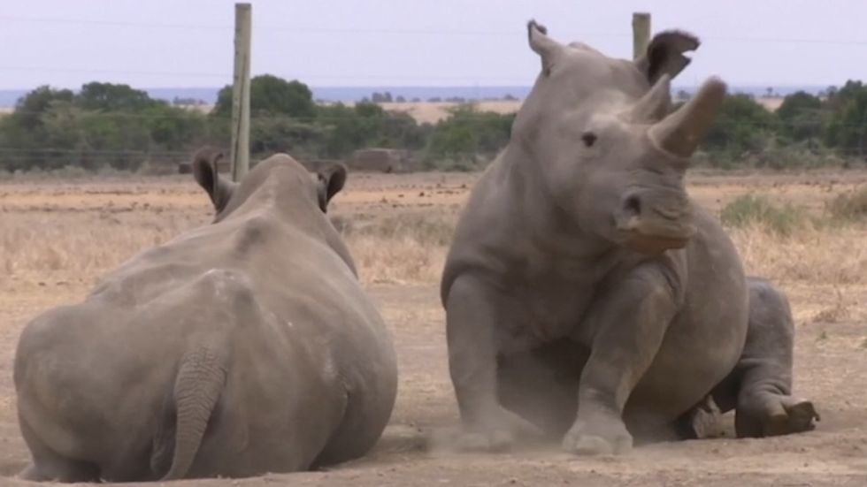 New embryo made of nearly extinct rhino species