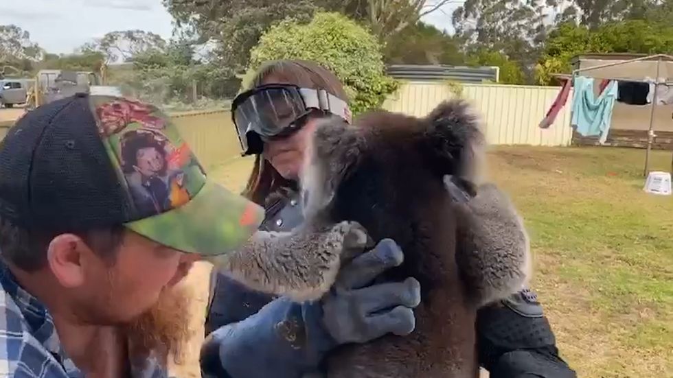 TV reporter falls for prank and wears full body armour to hold koala