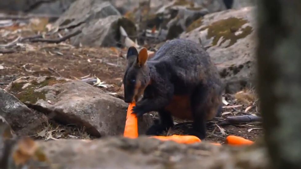 Australia wildfires: Carrots and sweet potatoes airdropped to stranded wallabies