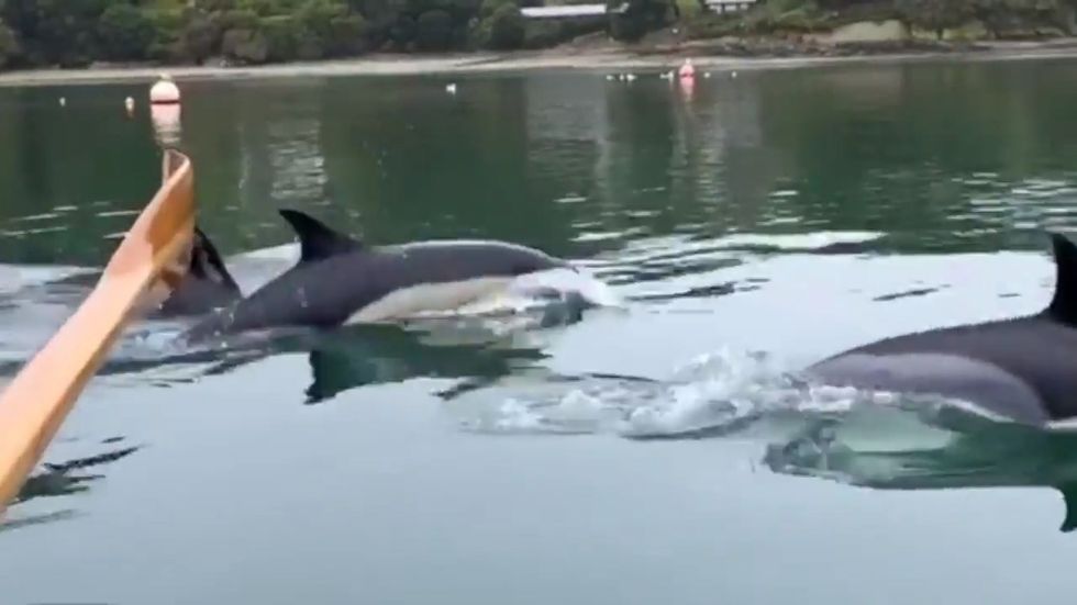 Dolphin pod swim along rowing boat in Cornwall