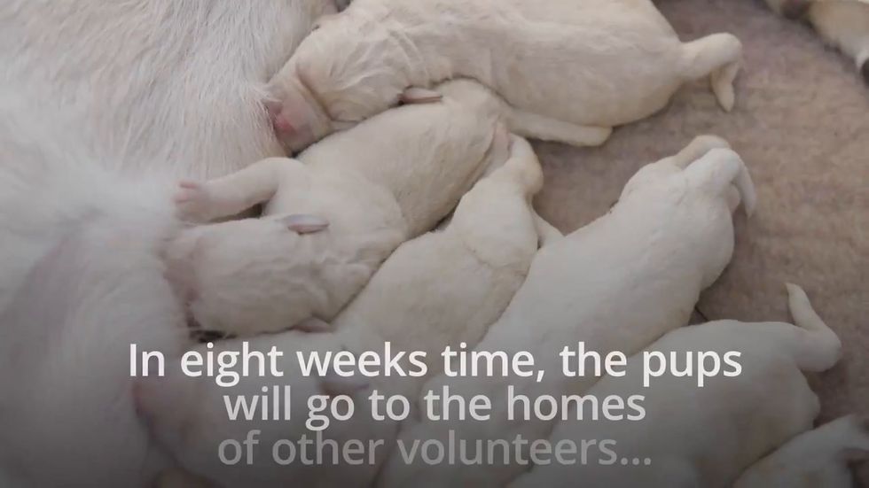 First Guide Dog puppy of 2020 born