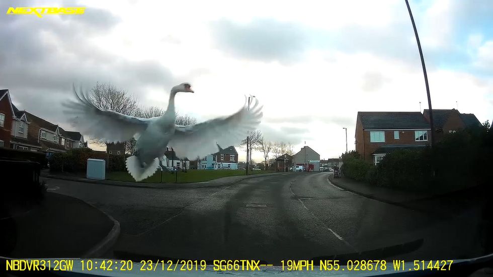 Swan smashes into car window