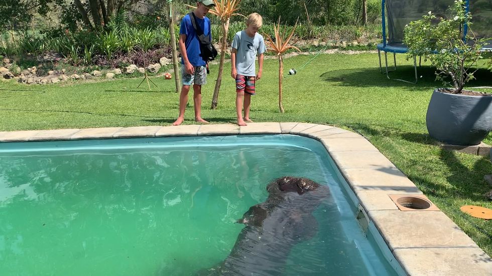 Hippo found swimming in family’s pool on New Year’s Eve