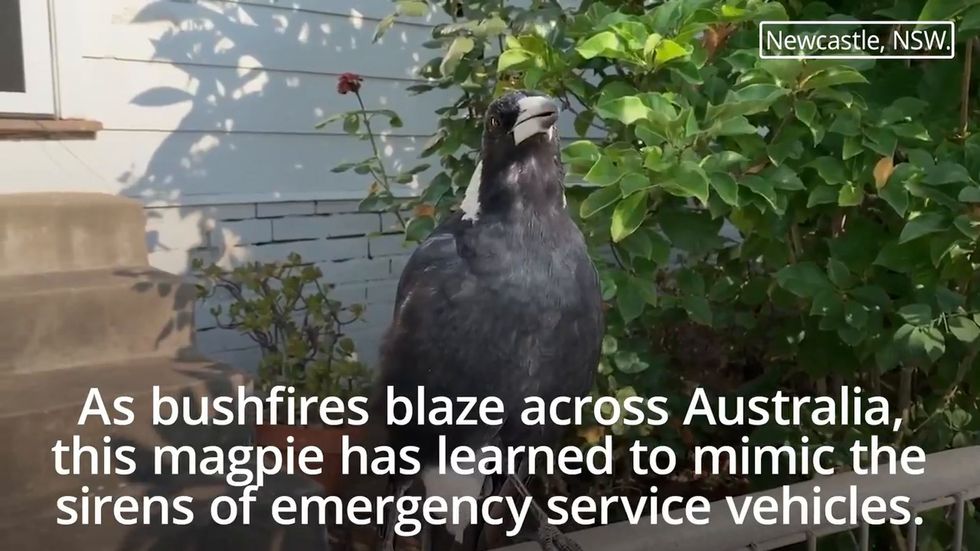 Magpie mimics fire engine sirens in Australia
