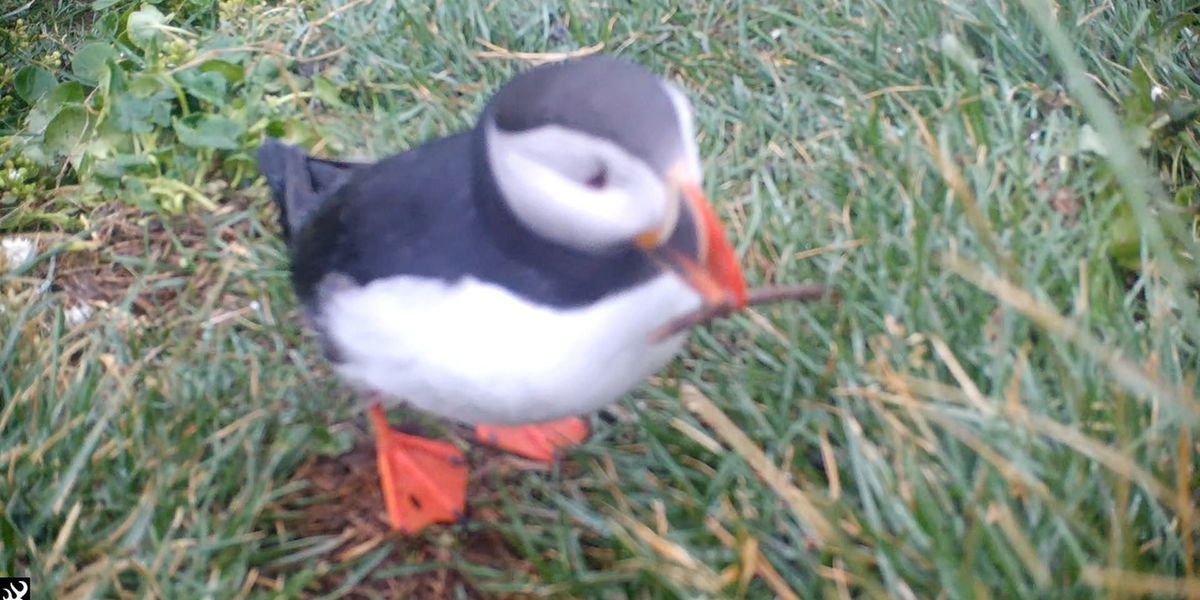 Puffins Using Sticks Puffin uses a stick to scratch an itch | indy100