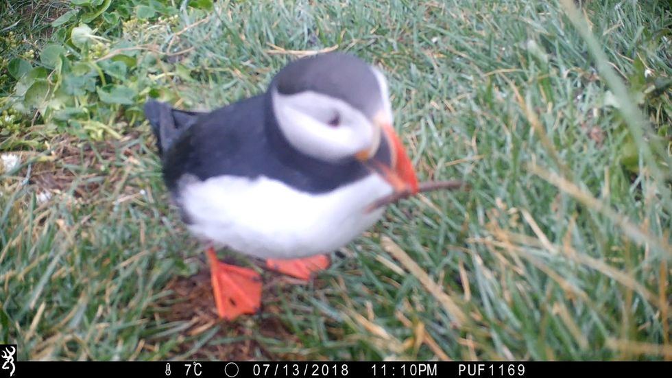 Puffin uses a stick to scratch an itch
