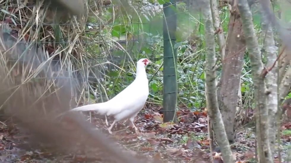 Albino pheasant wanders around Newquay garden in rare sighting