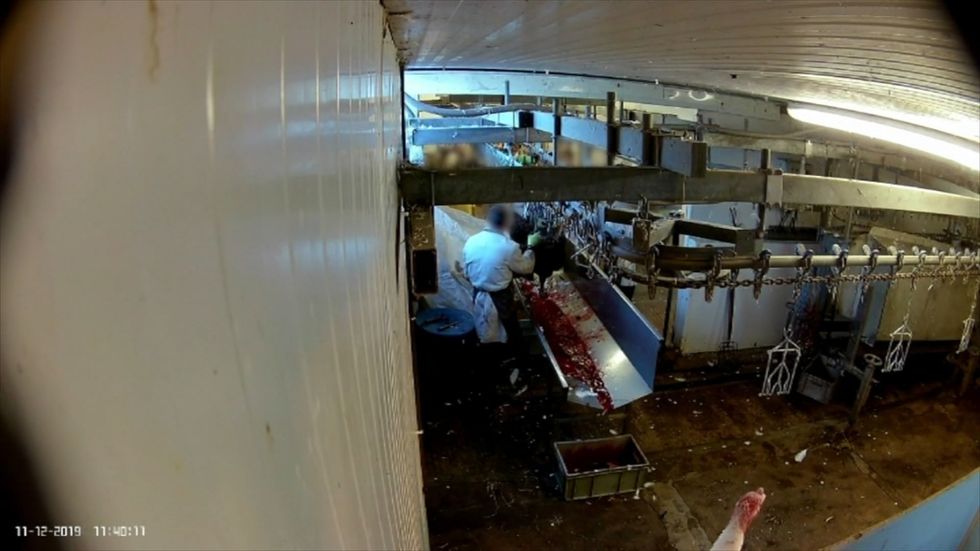 Pastures Poultry: Hidden cameras capture birds 'flapping around still conscious and panicking' as they are processed