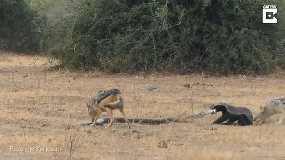 Wild honey badger, python and jackals fight as buffalo looks on in Botswana