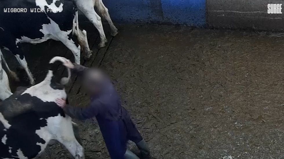 Hidden camera footage shows cows being hit, kicked and abused at Essex farm