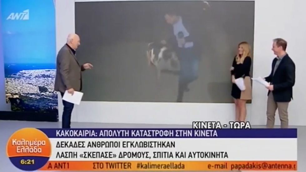 TV reporter pursued by pig during broadcast