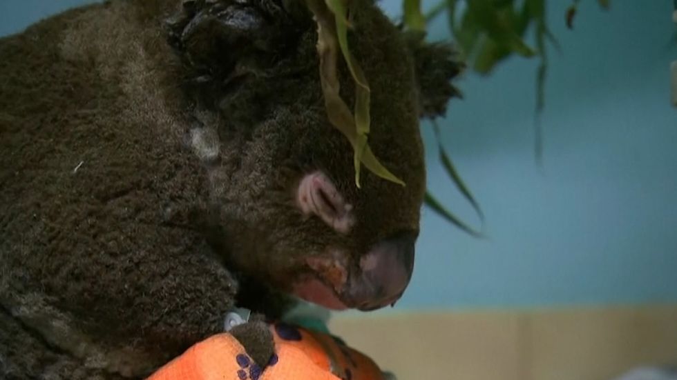 'Lewis' the Koala bear saved from Australia bush fire dies from his injuries