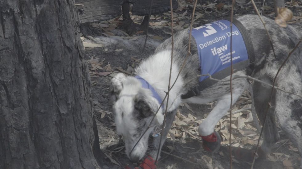 Dog trained to save koalas in Sydney wild fires