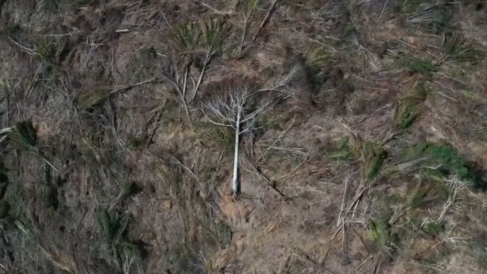 Drone footage shows recently deforested land in the Amazon