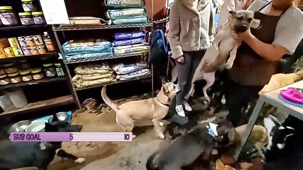California dog store employee caught forcibly throwing dog by neck across room