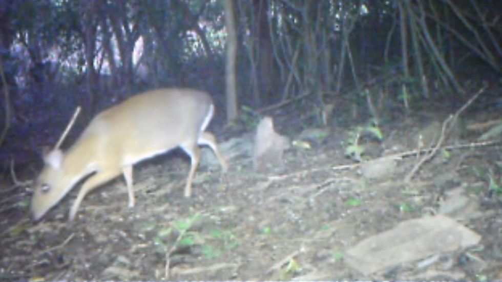Extinct deer small enough to hold in one hand reappears in wild, giving hope for other endangered species