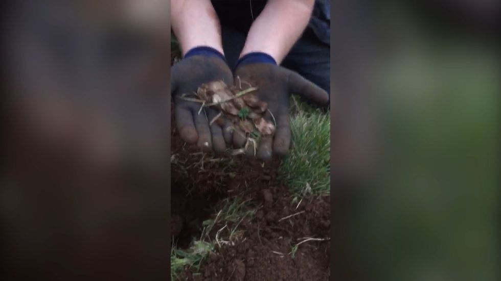 Metal detectorists looking for wedding ring find gold coins