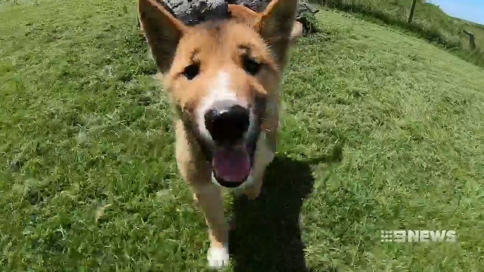 Stray puppy most likely dropped by a bird turns out to be rare endangered dingo