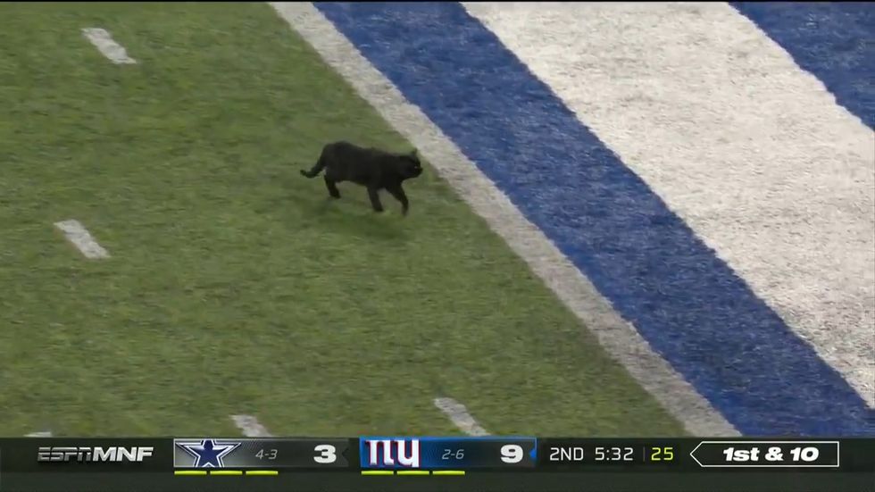 NFL game interrupted by black cat storming the pitch