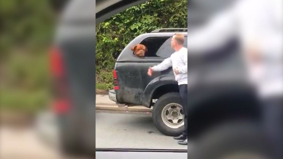 RSPCA issue appeal after man slaps Dogue de Bordeaux
