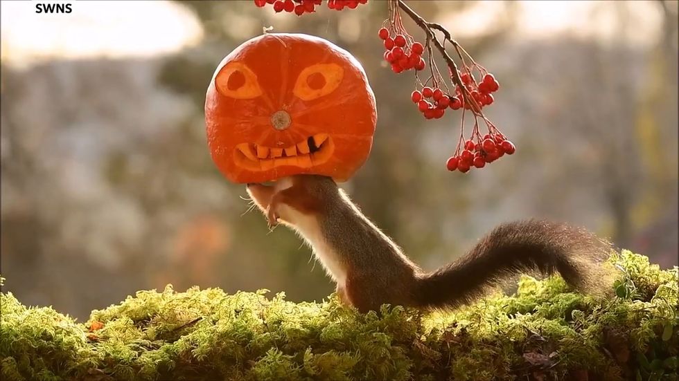 Wildlife photographer captures squirrel wearing Halloween pumpkin