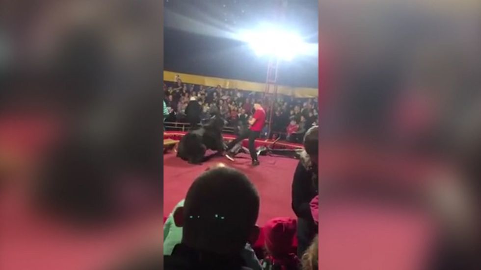 Bear attacks trainer at Russian circus show
