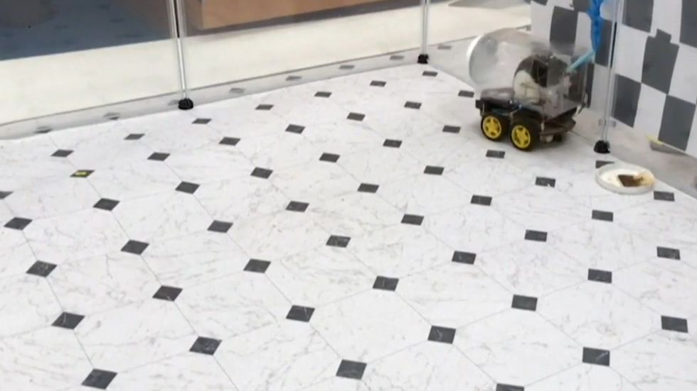 Rats are driving mini cars in order to lower their stress levels