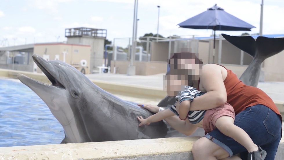 Dolphin cruelty: 'They may appear to be smiling but they experience stress and suffering at every stage of their lives'
