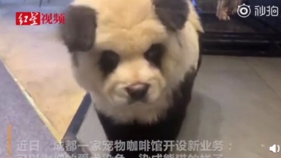 Panda cubs roam around at south-western China panda cafe