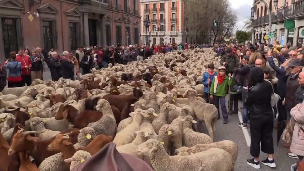 Hundreds of sheep descend on Madrid in annual protest