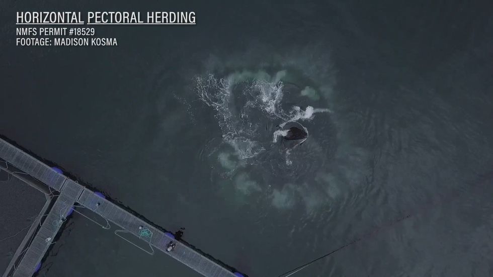 Humpback whales use their flippers to trap prey