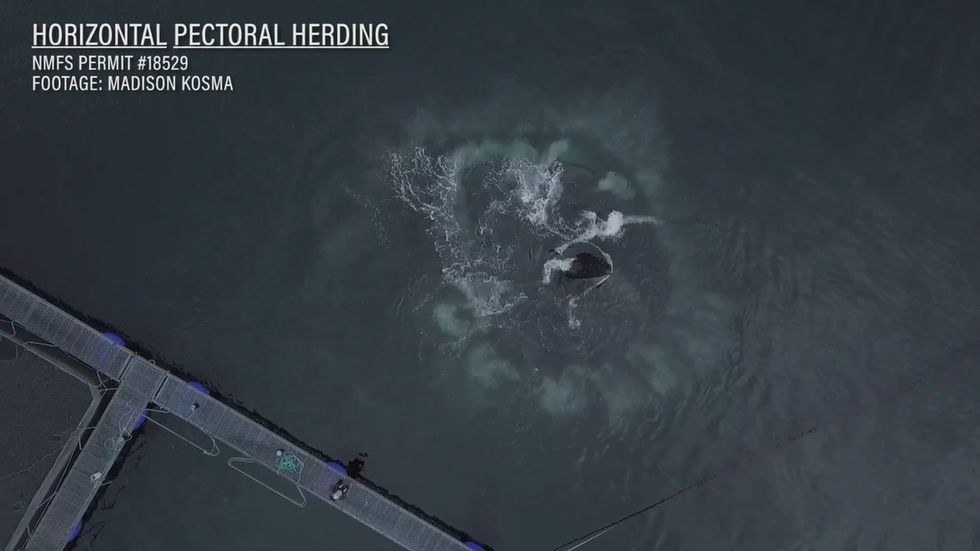 Humpback whales use their flippers to trap prey