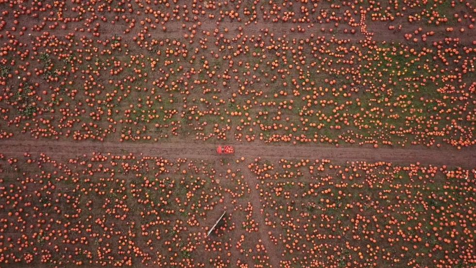 Spectacular drone footage shows one of largest pumpkin farms in UK which started when teen started growing them as a hobby