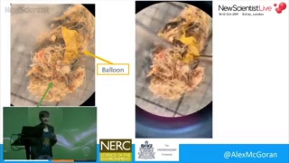Crabs in the River Thames ingesting 'shocking' amounts of plastic, study finds