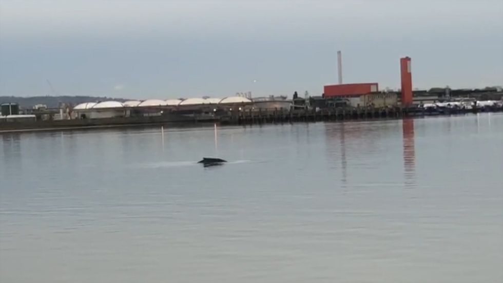 Humpback whale spotted swimming in Thames in London
