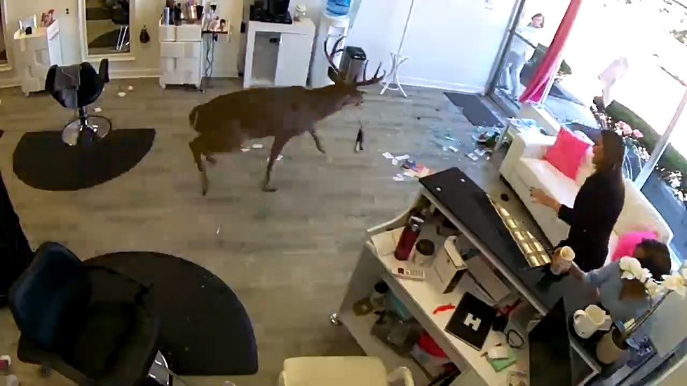 Deer breaks through hairdresser's window in New York