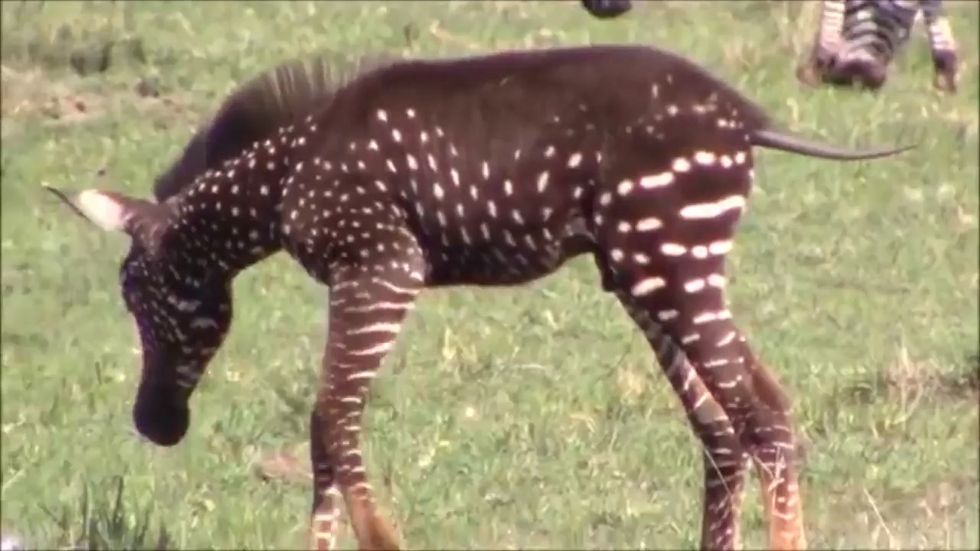 Rare polka dot zebra discovered in Kenya