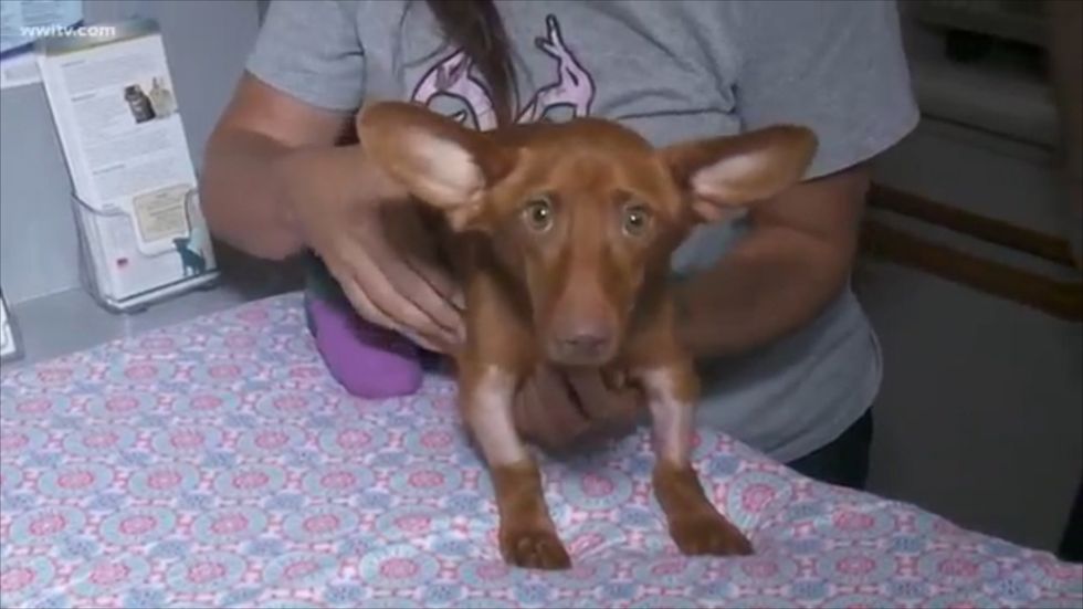 Police arrest mother and daughter for ‘sawing off’ dog’s limbs