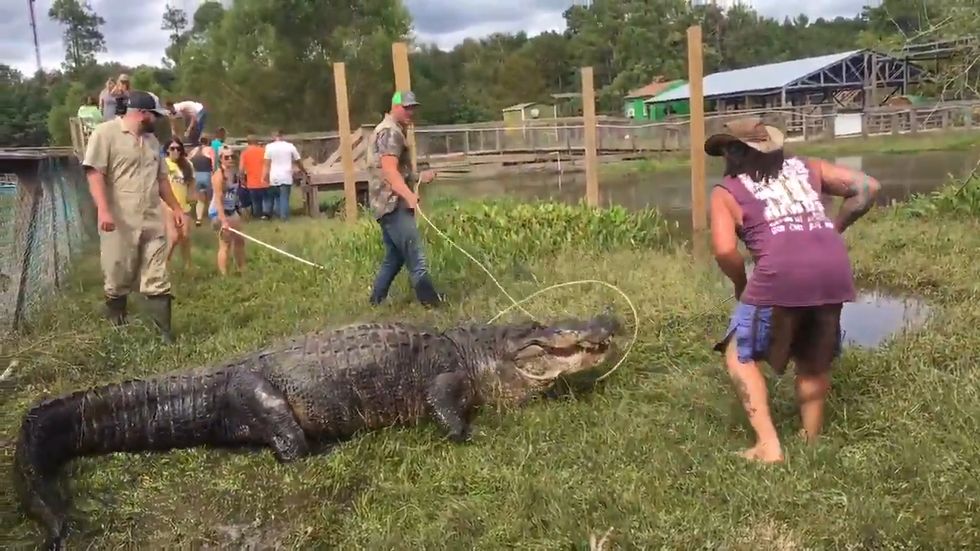 Largest captive alligator in US returned after spending four days on loose