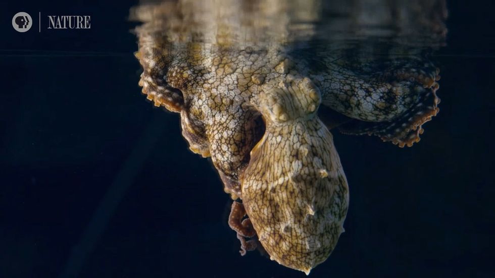 Incredible footage captures a sleeping octopus changing colour while dreaming