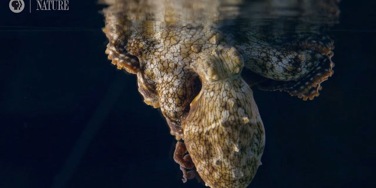 Octopus Relax Incredible footage captures a sleeping octopus changing colour while ...