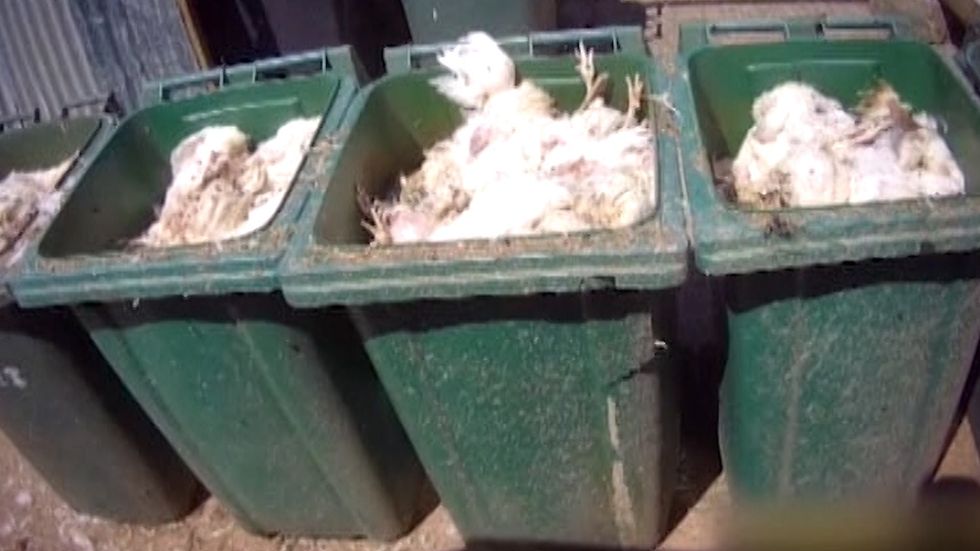 Birds bred for Nando's were found unable to move and suffering other deformities