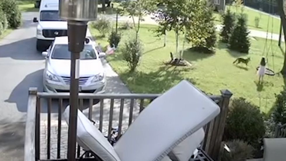 Coyote chases little girl and bites her in backyard